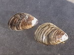 Quagga mussels